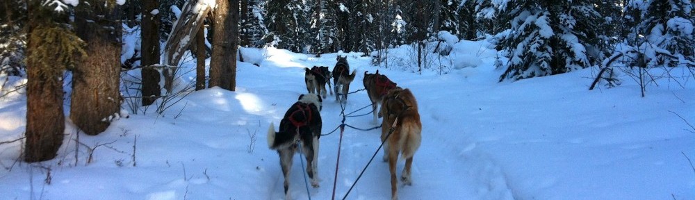 sled dogs in Saskatchewan Sundog Sled Excursions