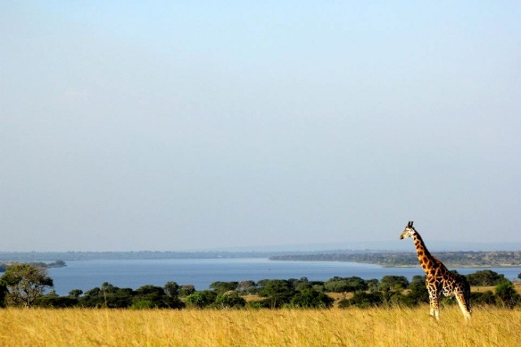 giraffe overlooking nile