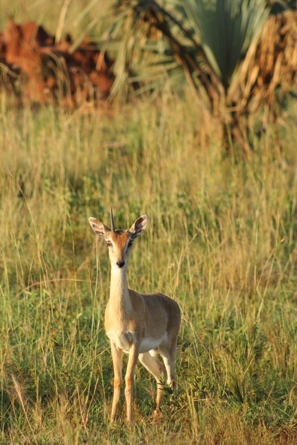 A darling oribi is missing one of it's horns.